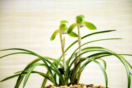有品位的人都养这3种花，放在家里装饰效果好，观赏性也强(适合放在家里养的花)